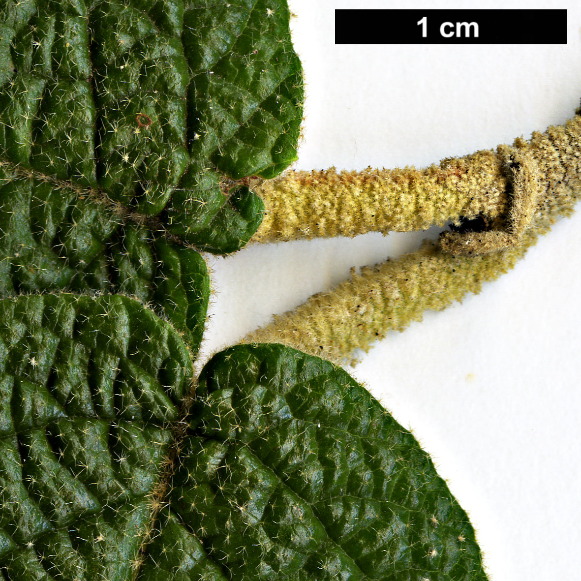 High resolution image: Family: Adoxaceae - Genus: Viburnum - Taxon: ×rhytidophylloides (V.lantana × V.rhytidophyllum)